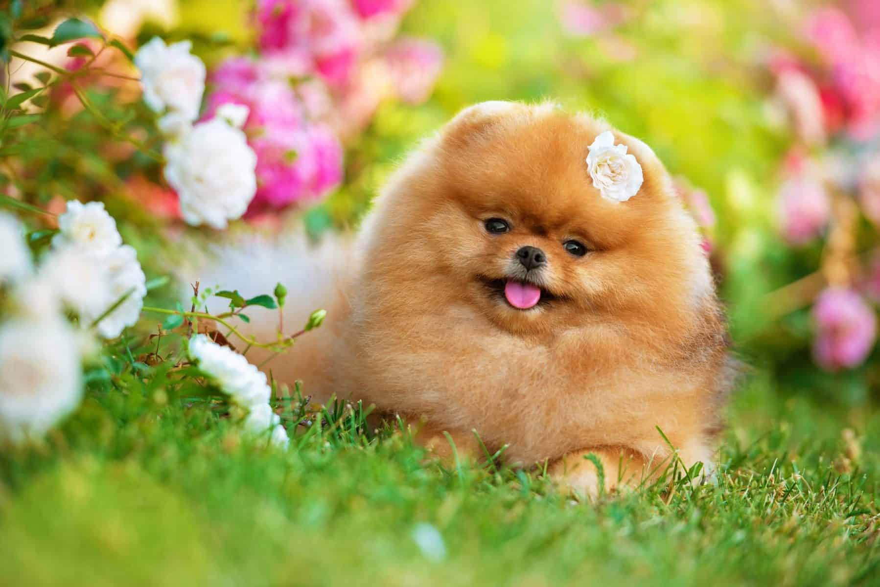 cão com excesso de peso