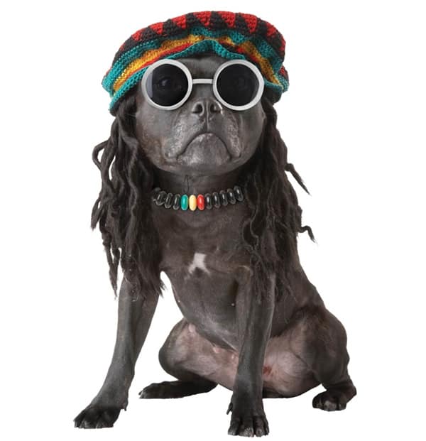 Fantasias criativas para cachorros: dicas e ideias para festas 2 fantasias-engraçadas-para-cachorros