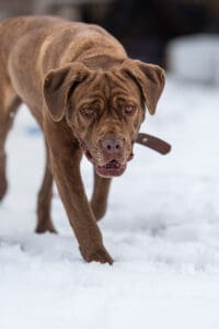 folds of skin on the head of a Cane Corso as he slowly walks through the snow and looks at the camera. High quality photo