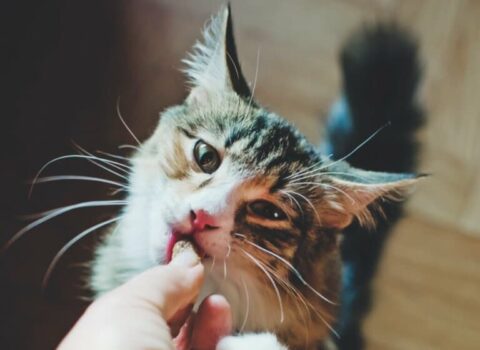 gato-comendo-racao-768x576