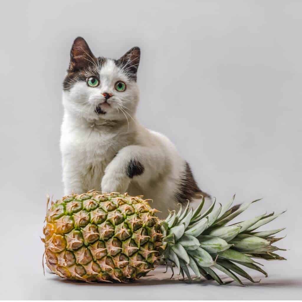 gato-olhos-verdes-abacaxi