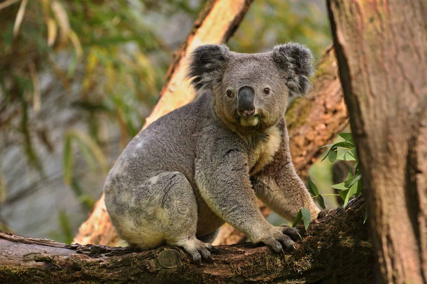 Coala