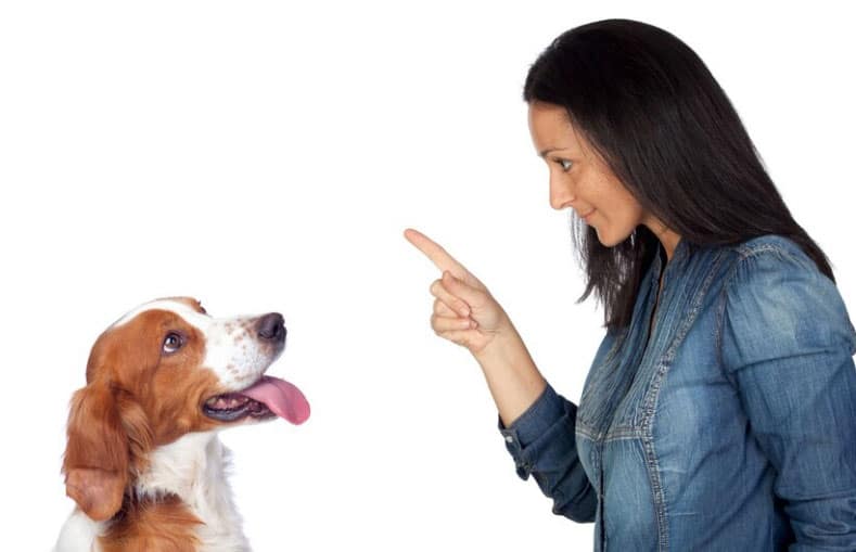 O poder do cachorro para a nossa rotina - Entenda! 1 o poder do cachorro