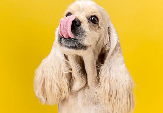 cão com a língua de fora