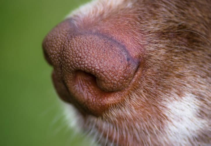 Pode cortar o bigode do cachorro? Entenda! 2 pode cortar o bigode do cachorro