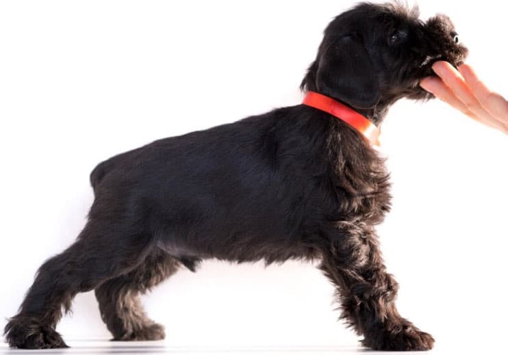 Pode cortar o bigode do cachorro? Entenda! 1 pode cortar o bigode do cachorro