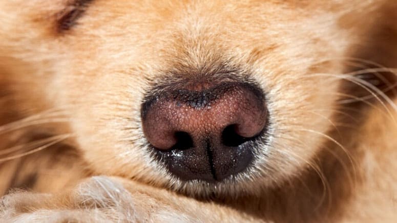 Pode cortar o bigode do cachorro? Entenda! 4 focinho do cachorro