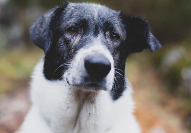 Pode cortar o bigode do cachorro? Entenda! 3 cachorro