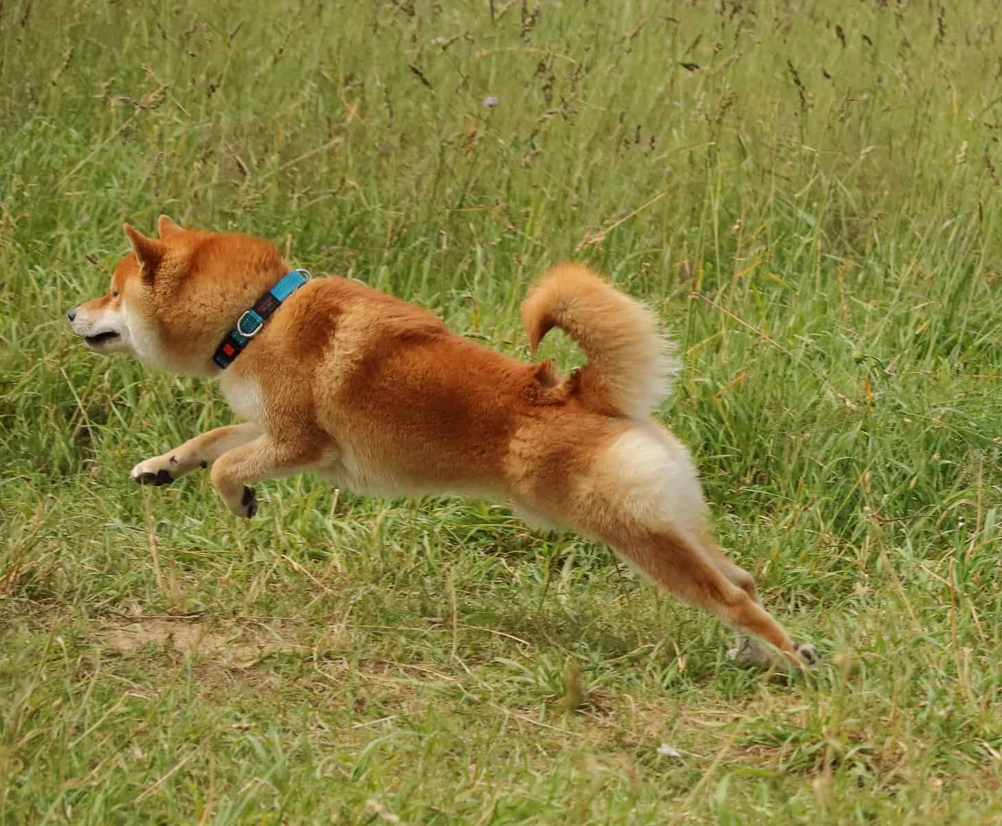 the-dog-runs-on-the-grass