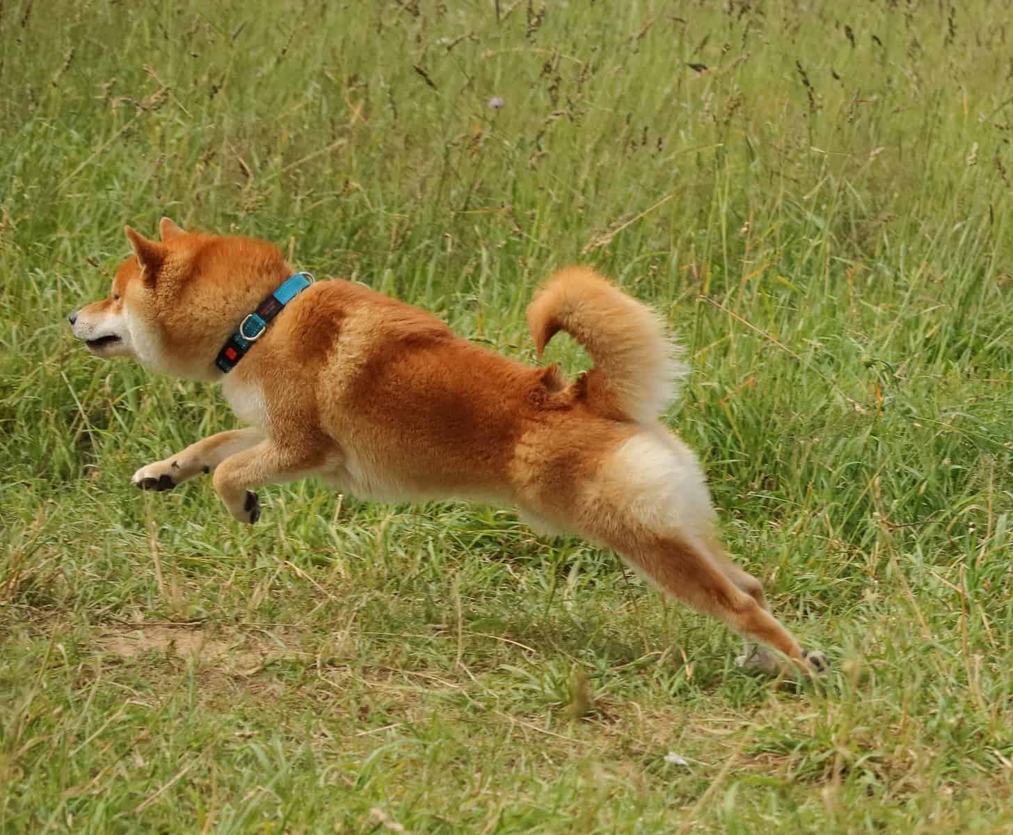 Correr com o cão: Como treinar seu cachorro, confira as dicas! 1 the-dog-runs-on-the-grass
