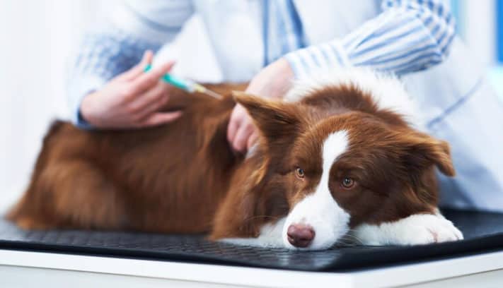 pode vacinar cachorra no cio