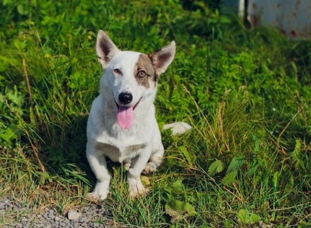 um dog sentado no chão