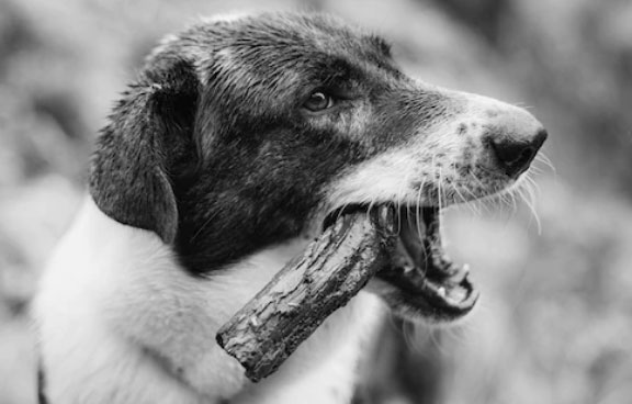 cão com galho na boca