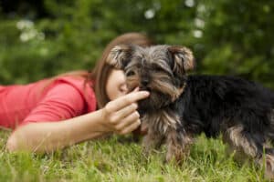 Cachorro comendo - Foto: Freepik