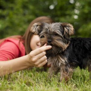 Cachorro comendo carne
