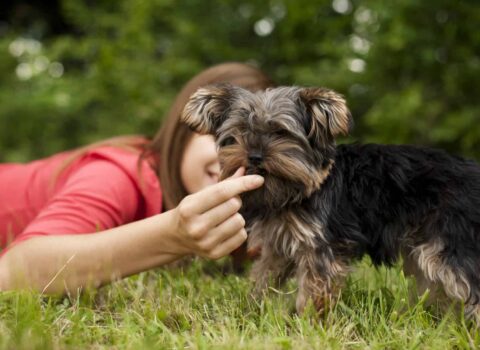 Cachorro comendo carne