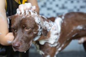 Cachorro tomando banho - Foto: Freepik