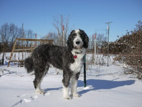 Sheepadoodle