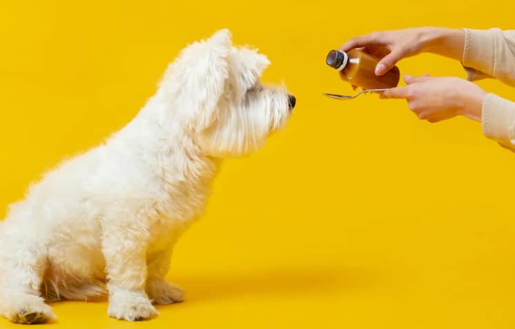 Como alimentar cachorro com doença do carrapato