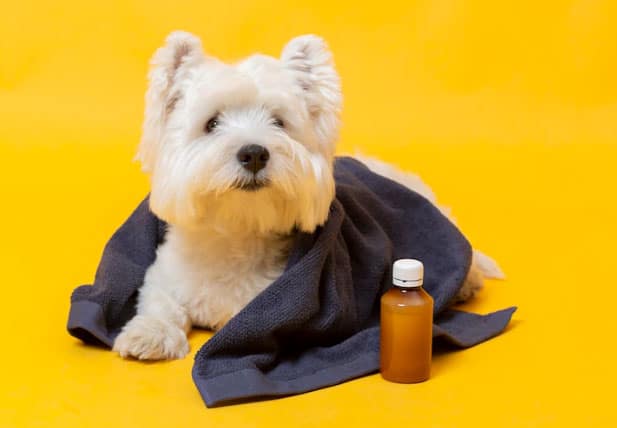 Como alimentar cachorro com doença do carrapato