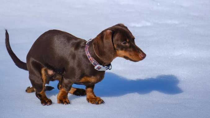 cachorro fazendo cocô