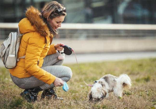 Fezes de cachorro com gosma