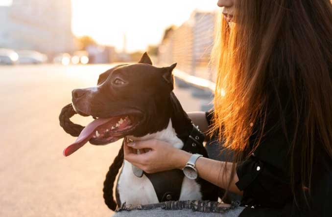 tutora com seu dog