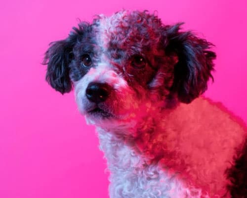 bichon frisé