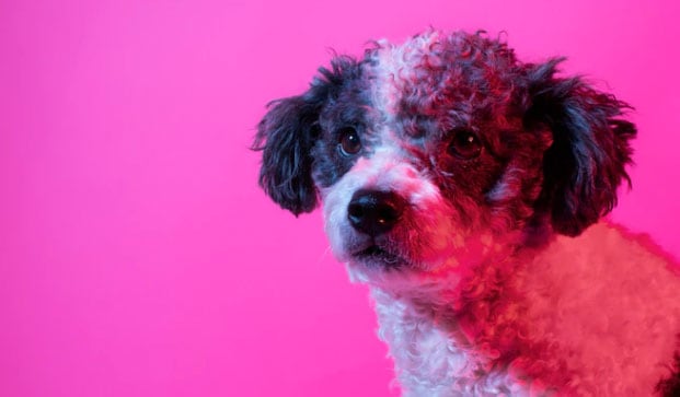 raça de cachorro pequeno e peludo bichon frisé