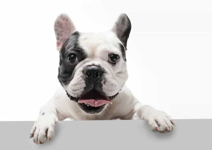 buldogue francês