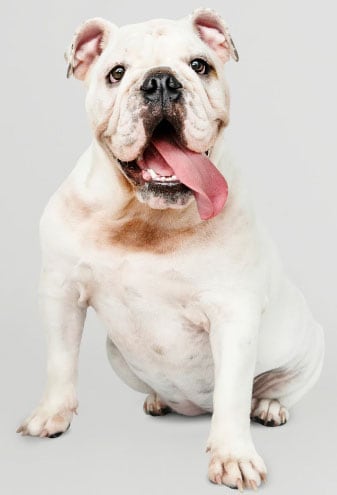 buldogue inglês