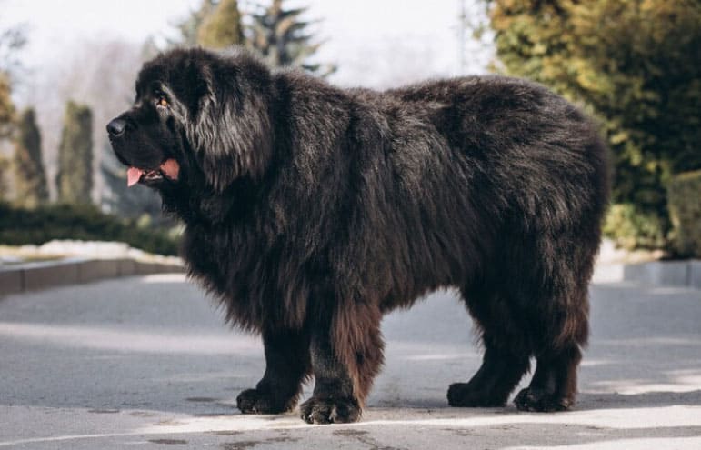 Medo intenso de cães