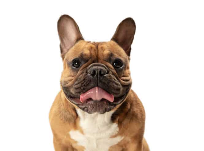 cachorro barrigudo