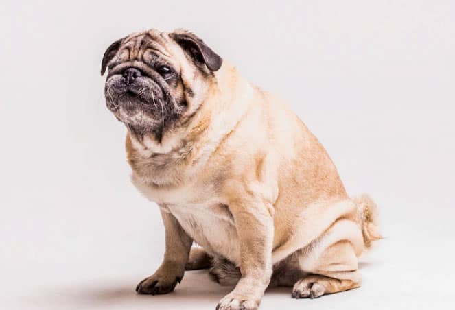 cachorro sentado