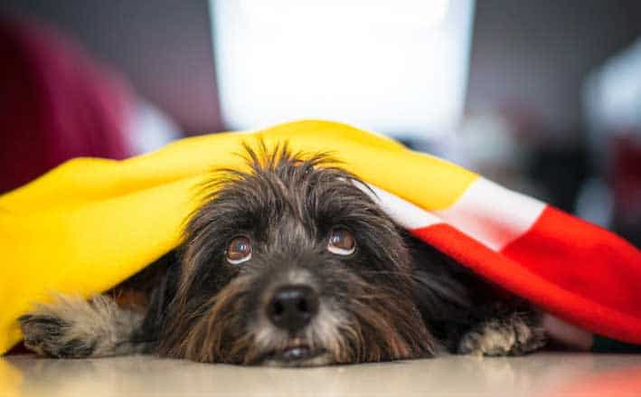 dog deitado