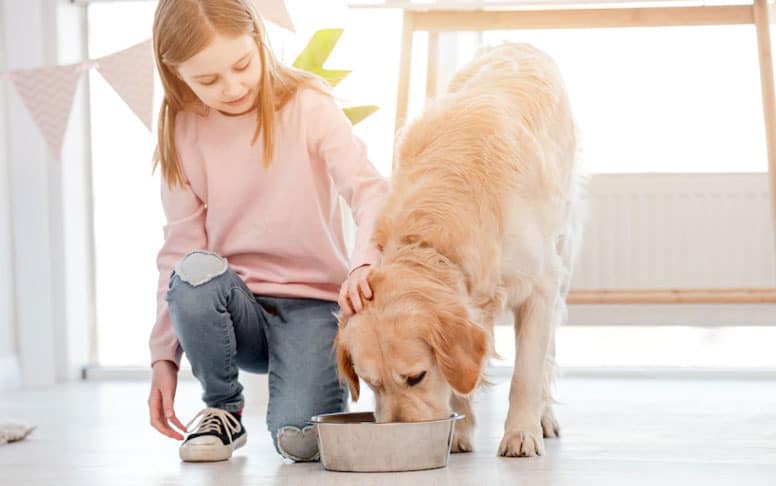 cachorro não quer comer ração