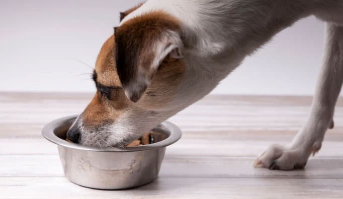 cão se alimentando