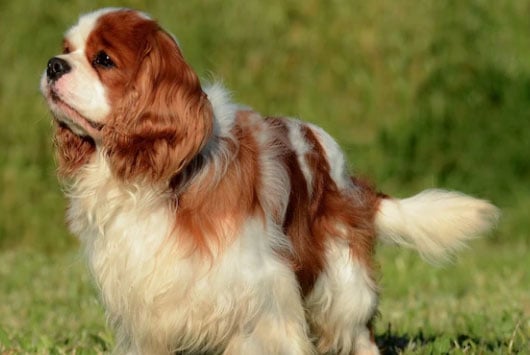 raça de cachorro pequeno e peludo cavalier king charles spaniel