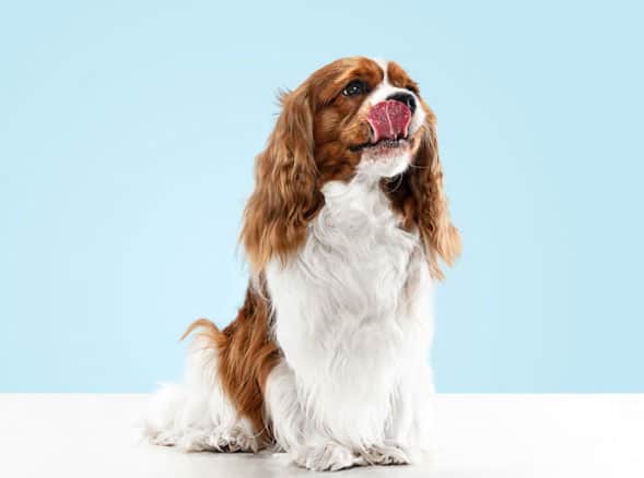 cavalier
