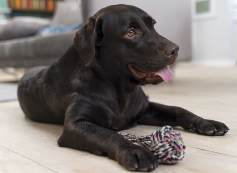 cão deitado