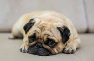 Cachorro triste com dor - Foto: Freepik