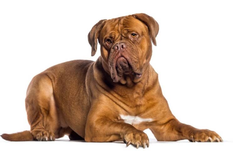 infecção do pênis do cão