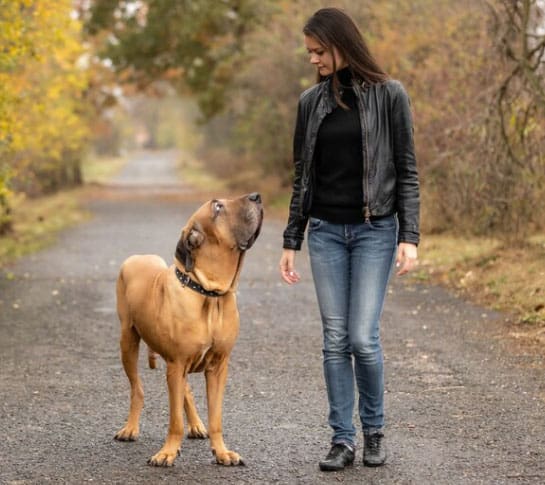 Quantas vezes um cachorro faz cocô por dia? 1 fila brasileiro
