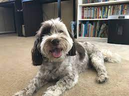 Sheepadoodle: Brincalhão, inteligente e ativo. Conheça essa raça! 1 Sheepadoodle