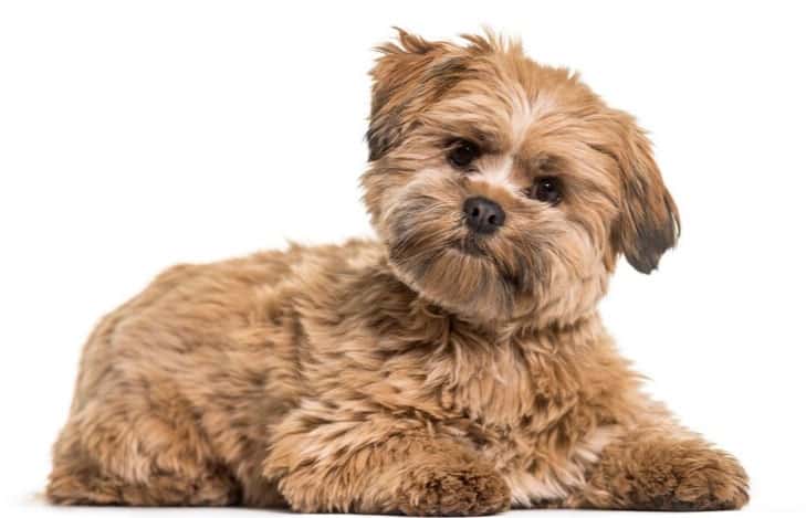 cachorro peludo que não cresce lhasa apso