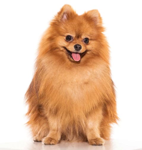 cachorro peludo que não cresce lulu da pomerânia