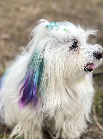 raça de cachorro pequeno e peludo maltês