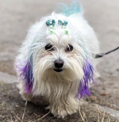 cachorro peludo que não cresce maltês