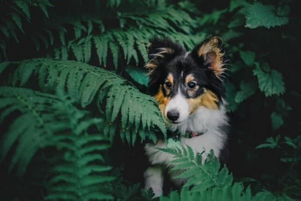 Medo intenso de cães