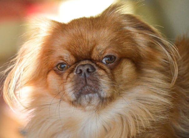 cachorro da cara enrugada pequinês